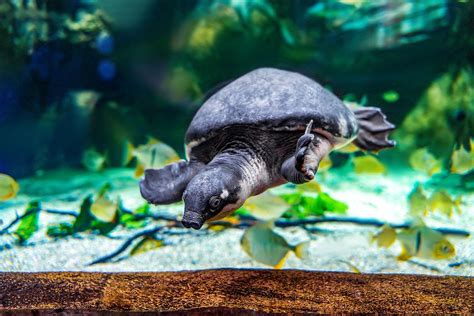 Экзотические прыгуны и водяные ящерицы: новые обитатели «Москвариума» на ВДНХ