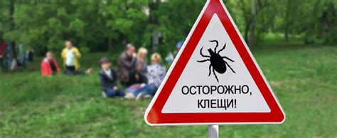 Опасность клещей в Хакасии: как защититься в сезон активности насекомых
