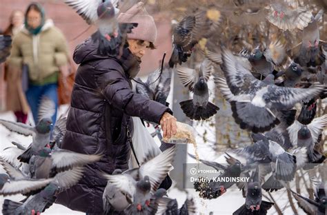 Почему кормить голубей во дворах опасно: что нужно знать и как избежать штрафов