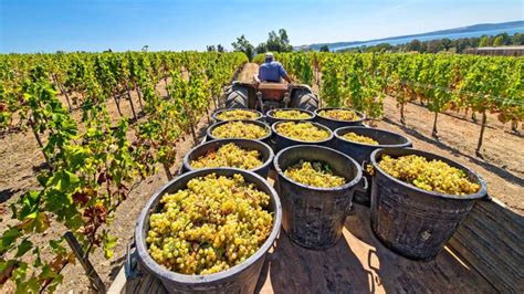 Винная экономика Крыма: как виноделие стало драйвером экспорта и развития